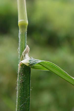 Dactylis polygama \ Wald-Knuelgras / Slender Cocksfoot Grass, D Grettstadt 18.7.2015