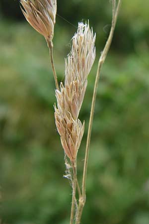 Dactylis polygama \ Wald-Knuelgras / Slender Cocksfoot Grass, D Grettstadt 18.7.2015
