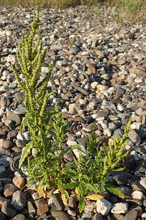 Dysphania ambrosioides \ Wohlriechender Drsengnsefu, Jesuiten-Tee / West-Indian Goosefoot, Mexican Tea, D Düsseldorf-Lohausen 27.9.2017