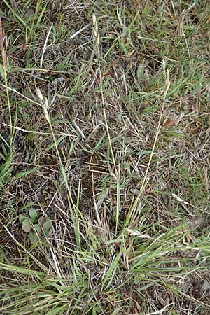 Danthonia decumbens \ Tuschender Dreizahn / Common Heath Grass, D Winterberg 15.6.2018