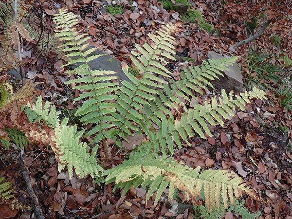 Dryopteris affinis \ Goldschuppen-Farn, Schuppiger Wurmfarn / Scaly Male Fern, D Neckarsteinach 9.11.2018