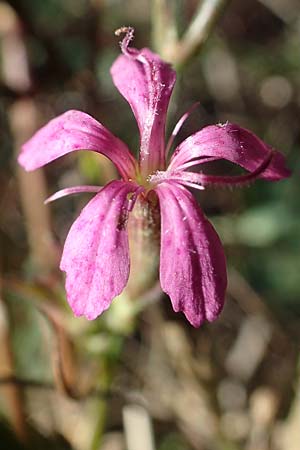 Dianthus armeria \ Bschel-Nelke / Deptford Pink, D Brensbach 10.10.2020