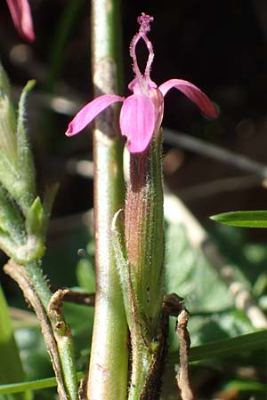 Dianthus armeria \ Bschel-Nelke / Deptford Pink, D Brensbach 10.10.2020