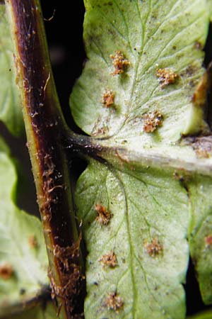 Dryopteris borreri \ Borrers Wurmfarn / Borrer's Buckler Fern, D Östringen-Eichelberg 30.4.2015