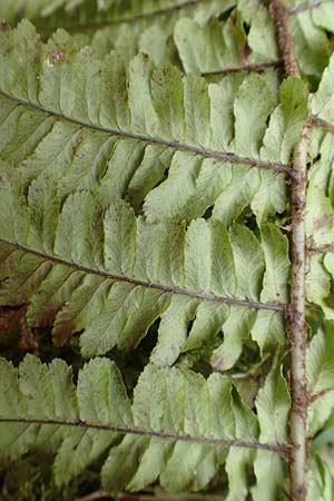 Dryopteris borreri \ Borrers Wurmfarn / Borrer's Buckler Fern, D Schriesheim-Altenbach 22.2.2015