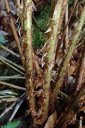 Dryopteris borreri \ Borrers Wurmfarn / Borrer's Buckler Fern, D Hagen 31.8.2026