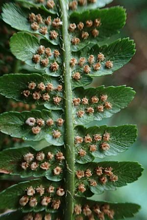 Dryopteris borreri \ Borrers Wurmfarn / Borrer's Buckler Fern, D Hagen 31.8.2026