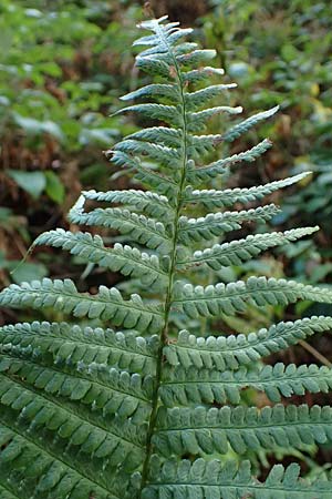 Dryopteris borreri \ Borrers Wurmfarn / Borrer's Buckler Fern, D Hagen 31.8.2026