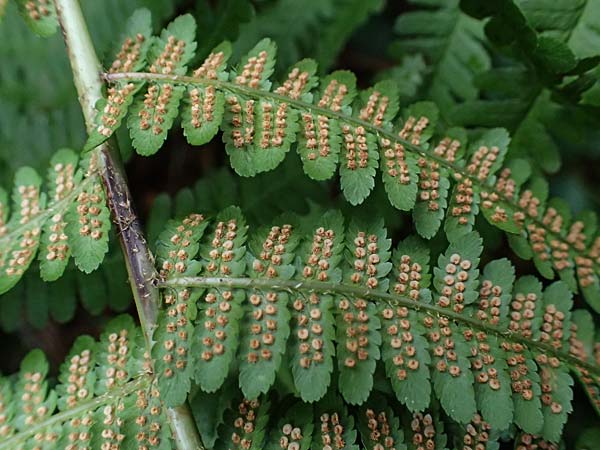 Dryopteris borreri \ Borrers Wurmfarn / Borrer's Buckler Fern, D Hagen 31.8.2026