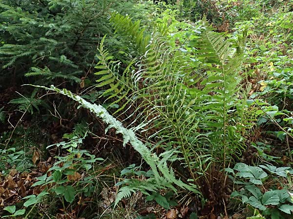 Dryopteris borreri \ Borrers Wurmfarn / Borrer's Buckler Fern, D Hagen 31.8.2026
