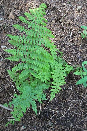 Dryopteris carthusiana \ Dorniger Wurmfarn, Kleiner Dornfarn / Narrow Buckler Fern, D Schwarzwald/Black-Forest, Feldberg 24.6.2007