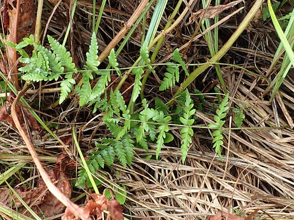 Dryopteris cristata \ Kammfarn / Crested Buckler Fern, D Donaueschingen 6.9.2016