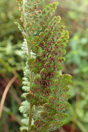 Dryopteris cristata \ Kammfarn / Crested Buckler Fern, D Donaueschingen 6.9.2016