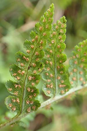 Dryopteris cristata \ Kammfarn / Crested Buckler Fern, D Donaueschingen 6.9.2016