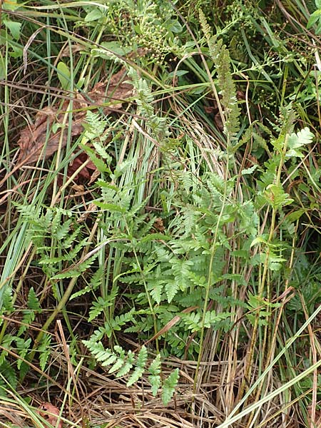 Dryopteris cristata \ Kammfarn / Crested Buckler Fern, D Donaueschingen 6.9.2016