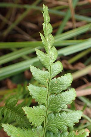 Dryopteris cristata \ Kammfarn / Crested Buckler Fern, D Donaueschingen 6.9.2016