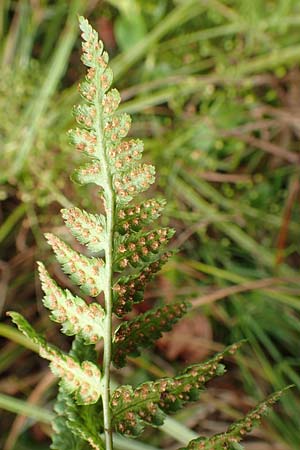 Dryopteris cristata \ Kammfarn / Crested Buckler Fern, D Donaueschingen 6.9.2016