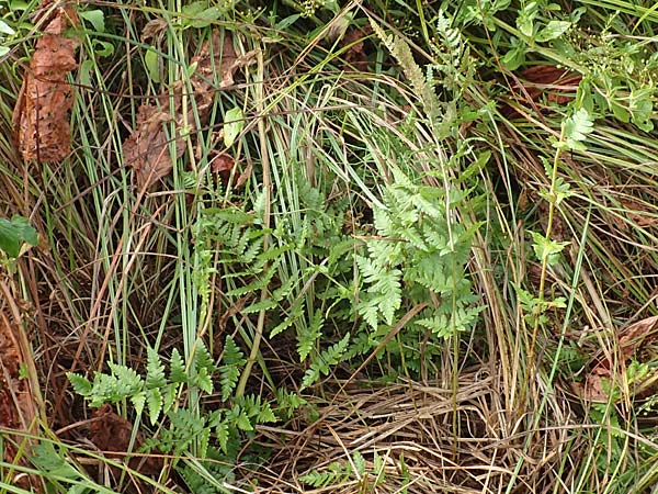 Dryopteris cristata \ Kammfarn / Crested Buckler Fern, D Donaueschingen 6.9.2016