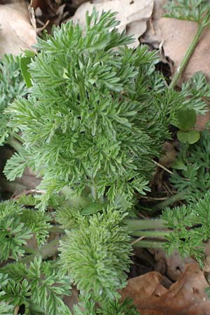 Daucus carota subsp. carota \ Wilde Mhre / Wild Carrot, Queen Anne's Lace, D Heidelberg 17.3.2017