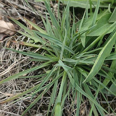 Dianthus carthusianorum subsp. carthusianorum \ Kartuser-Nelke / Carthusian Pink, D Mannheim 5.8.2017