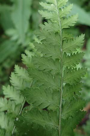 Dryopteris carthusiana \ Dorniger Wurmfarn, Kleiner Dornfarn / Narrow Buckler Fern, D Winterberg 15.6.2018