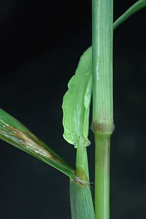 Digitaria ciliaris \ Wimper-Fingerhirse / Southern Crab Grass, Tropical Finger-Grass, D Schwanau 3.9.2022