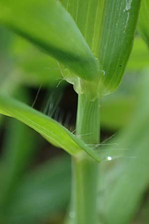 Digitaria ciliaris \ Wimper-Fingerhirse / Southern Crab Grass, Tropical Finger-Grass, D Schwanau 3.9.2022