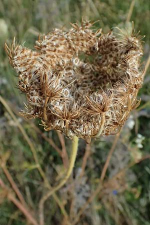 Daucus carota subsp. carota \ Wilde Mhre / Wild Carrot, Queen Anne's Lace, D Hemsbach 2.9.2024
