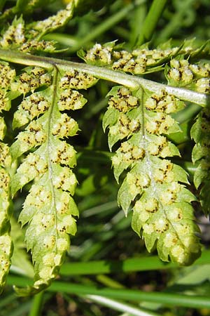 Dryopteris dilatata \ Breitblttriger Dornfarn, Groer Dornfarn / Broad Buckler Fern, D Schwarzwald/Black-Forest, Kaltenbronn 7.7.2012
