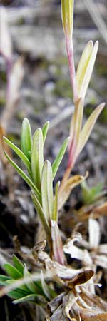 Dianthus deltoides \ Heide-Nelke / Maiden Pink, D Groß-Gerau 25.6.2015