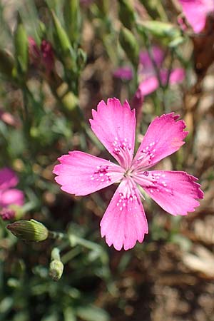 Dianthus deltoides \ Heide-Nelke / Maiden Pink, D Sachsen-Anhalt, Jerichow 22.9.2020