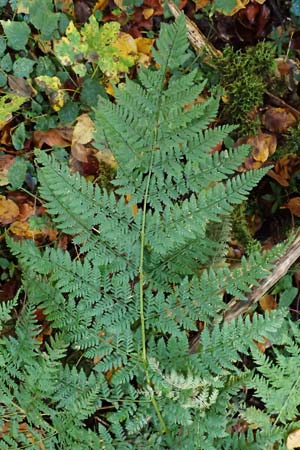Dryopteris dilatata \ Breitblttriger Dornfarn, Groer Dornfarn / Broad Buckler Fern, D Tettnang 31.10.2025
