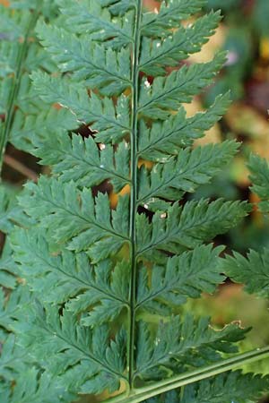 Dryopteris dilatata \ Breitblttriger Dornfarn, Groer Dornfarn / Broad Buckler Fern, D Tettnang 31.10.2025