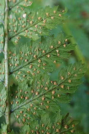 Dryopteris dilatata \ Breitblttriger Dornfarn, Groer Dornfarn / Broad Buckler Fern, D Tettnang 31.10.2025