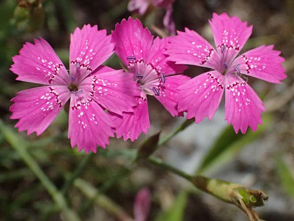 Dianthus deltoides \ Heide-Nelke / Maiden Pink, D Mannheim 6.6.2026