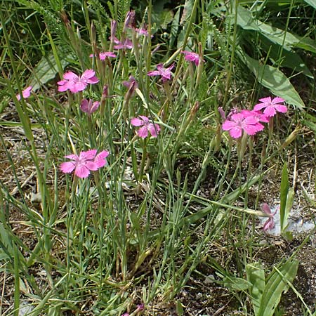 Dianthus deltoides \ Heide-Nelke / Maiden Pink, D Mannheim 6.6.2026
