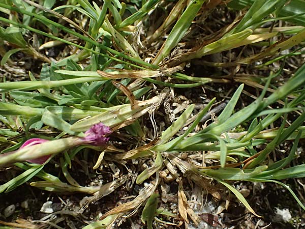 Dianthus deltoides \ Heide-Nelke / Maiden Pink, D Mannheim 6.6.2026