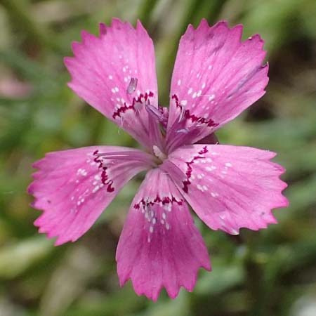 Dianthus deltoides \ Heide-Nelke / Maiden Pink, D Mannheim 6.6.2026