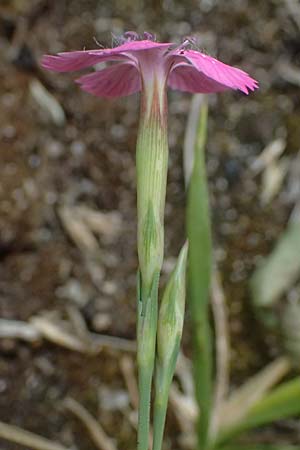 Dianthus deltoides \ Heide-Nelke / Maiden Pink, D Mannheim 6.6.2026