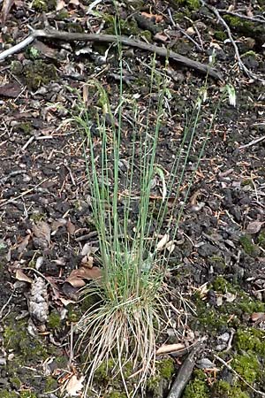 Deschampsia flexuosa \ Draht-Schmiele / Wavy Hair Grass, D Zwingenberg an der Bergstraße 4.5.2025