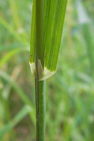 Dactylis glomerata \ Knuelgras / Cocksfoot Grass, Orchard Grass, D Schwarzwald/Black-Forest, Gaggenau 8.6.2013