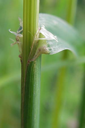 Dactylis glomerata \ Knuelgras / Cocksfoot Grass, Orchard Grass, D Schwarzwald/Black-Forest, Gaggenau 8.6.2013