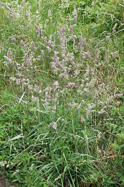 Dactylis glomerata \ Knuelgras / Cocksfoot Grass, Orchard Grass, D Östringen-Eichelberg 25.5.2015