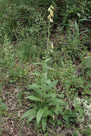 Digitalis grandiflora \ Grobltiger Fingerhut / Yellow Foxgloves, D Odenwald, Trösel 16.6.2017