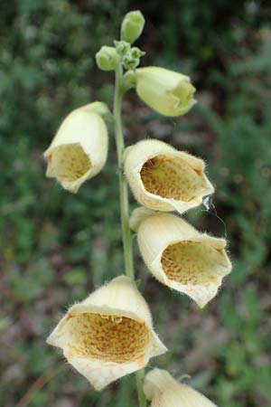 Digitalis grandiflora \ Grobltiger Fingerhut / Yellow Foxgloves, D Odenwald, Trösel 16.6.2017