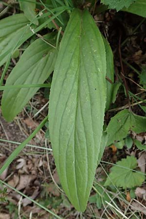 Digitalis grandiflora \ Grobltiger Fingerhut / Yellow Foxgloves, D Odenwald, Trösel 16.6.2017