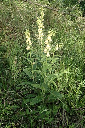 Digitalis grandiflora \ Grobltiger Fingerhut / Yellow Foxgloves, D Grißheim 18.6.2019