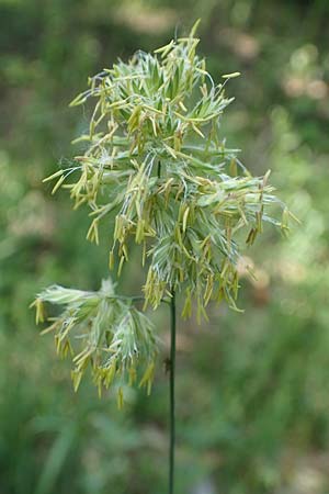 Dactylis glomerata \ Knuelgras / Cocksfoot Grass, Orchard Grass, D Mannheim 10.6.2021