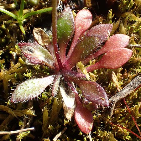 Draba verna agg. \ Frhlings-Hungerblmchen / Common Whitlowgrass, D Mannheim-Neckarau 7.3.2022