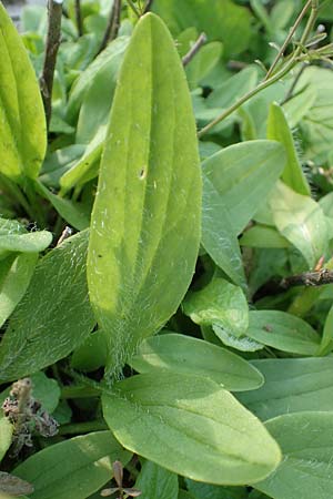 Doronicum hungaricum \ Ungarische G�mswurz, D Botan. Gar.  Universit.  Heidelberg 21.4.2016